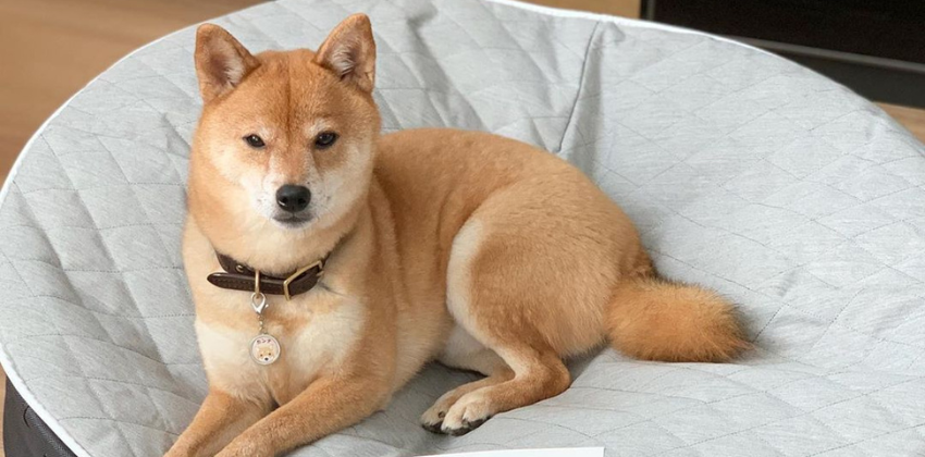 dog lying on a ambient lounge luxury pet bed with thermoquilt